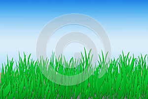 Green Grass Background