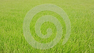 Green Grass Background