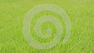 Green Grass Background