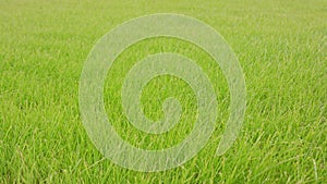 Green Grass Background