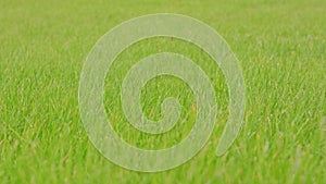 Green Grass Background