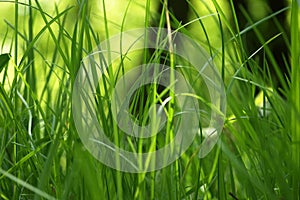 Green grass background