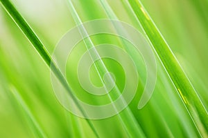 Green grass background