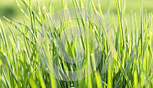 Green grass background