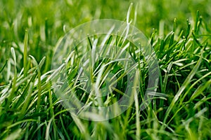 Green grass background