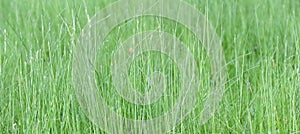 Green grass background