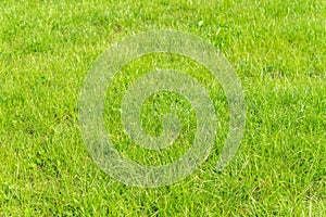 Green grass background