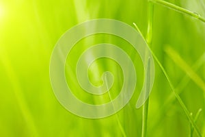 Green grass background