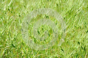 Green grass background