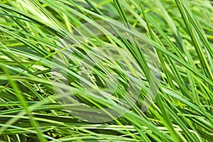 Green grass background