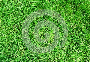 Green grass background