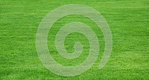 Green grass background