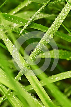 Green grass background