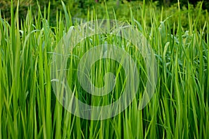 Green grass background