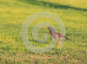 Green grass background.