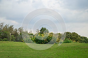 Green grass background