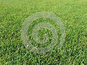 Green grass background