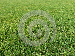 Green grass background