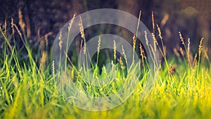 Green Grass Background