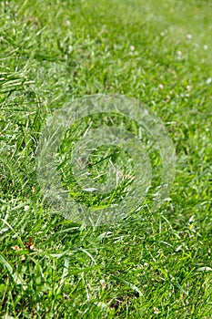 Green grass background