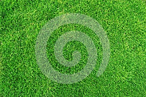 Green grass background