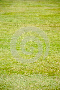 Green grass background