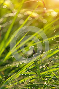 Green grass background, Abstract natural backgrounds grass.