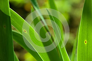 Green grass in the background of bright sunlight from the back. Soft image background