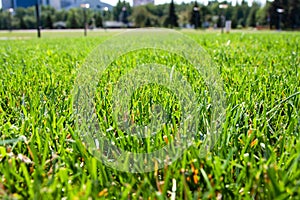 Green grass background. Close-up. Green grass texture