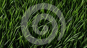 Green grass background. Close up of green grass texture. Green grass background