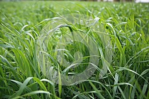 Green grass background close up photo