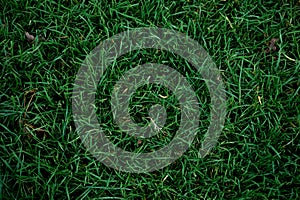 Green grass background - Close up - Top View