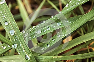 Green grass background close up with water droplets