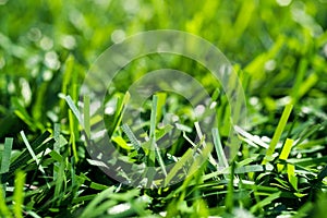 Green grass background, soft blurred focus. Artificial fencing, chain-link mesh with imitation of green grass