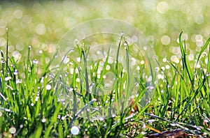 Green Grass Background - Color Screen Saver - Vibrant Shine