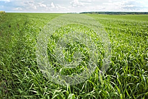 Green grass background - cultivated land wheat