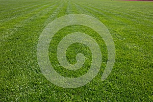 green grass background, football field textured background