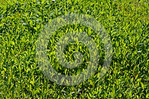 Green grass background. Fresh herbs in sunny summer day