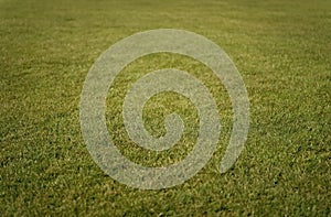 Green grass background. Grass lawn texture. Soccer or golf grass field. Grass land. Grassy turf. Sports pitch
