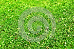 Green Grass Background