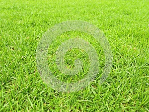 Green grass background. Green meadow in perspective. Texture of soft green grass. Gardens and parks. Gardening concept