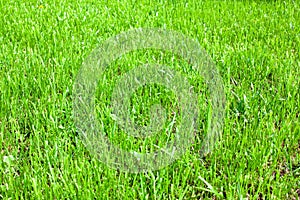 Green grass background horizontal