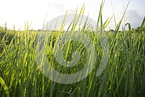 Green grass background. Green grass in the morning. Fresh green.