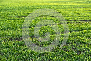 Green grass background.