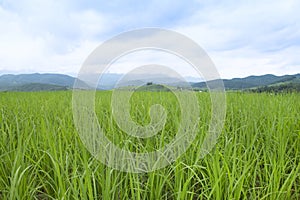 Green grass background, natural background - selective focus