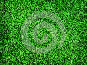 Green grass background, nature texture