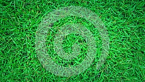 Green grass background, nature texture