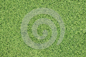 Green grass background