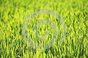Green grass background pattern