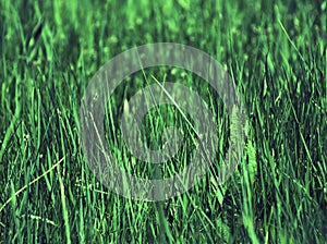 Green grass background pattern